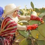The Pampat Project has been implemented by the United Nations to develop the Tunisian prickly pear processing sector (Photo : PAMPAT)
