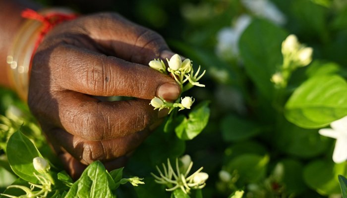 Scent of luxury in India: Madurai's jasmine infuses global perfumes