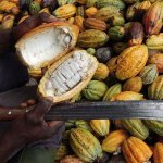 Within their palette of upcycled raw materials, TechnicoFlor perfumers selected cocoa absolute (derived from cocoa pods) and several other materials (Photo: TechnicoFlor)