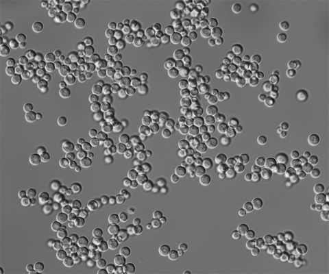 Silab has selected the yeast Ogataea siamensis that can produce...