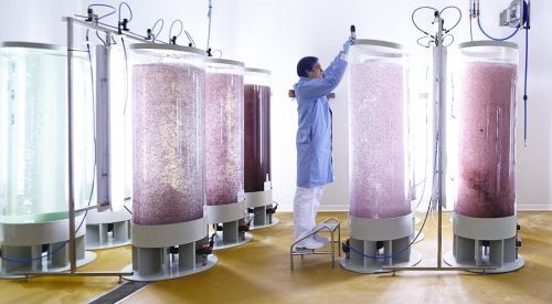 Codif marks a new milestone in the history of photo-bioreactor algal culture