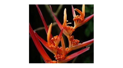 Cosmetopea: botanical knowledge