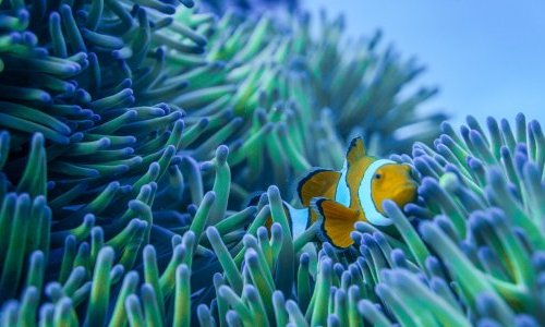 Protéger les coraux implique une approche multifactorielle, selon une étude