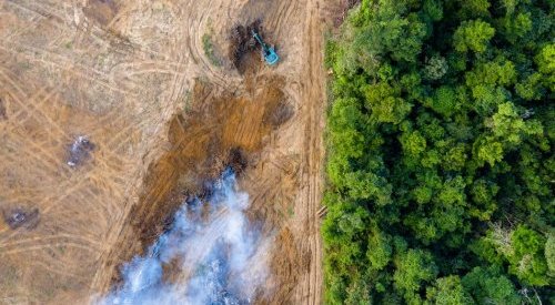 Les crédits carbone, un outil controversé pour lutter contre la déforestation