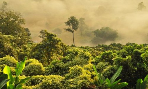 Des crédits carbone inefficaces pour la reforestation, tranche une étude